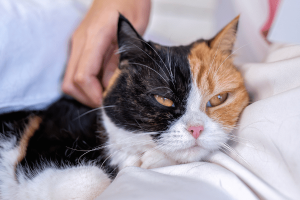 Home Remedies to Keep Your Cat Healthy