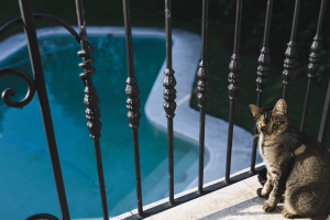 Cat in Balcony