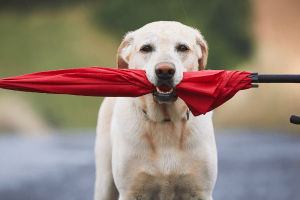 Keep Your Dogs Healthy During Monsoon