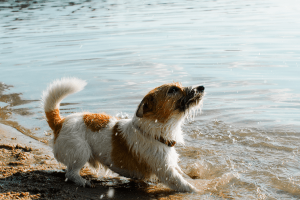 Introduce Your Dogs to Water Safely