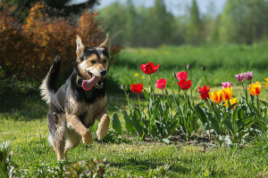 Create a Dog-Friendly Garden