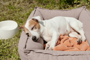 Dog Bed