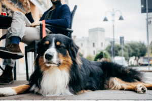 Train Your Dogs to Keep Calm in Public