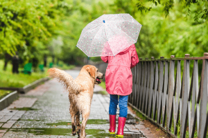 Dog in Monsoon