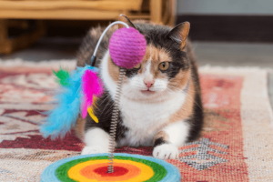 Cat Playing with Toys