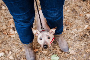 Tips to Help a Fearful Dog Feel Safe