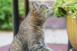 To Stop Cats From Eating Plants