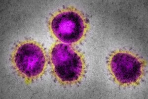 An EM image of coronavirus.