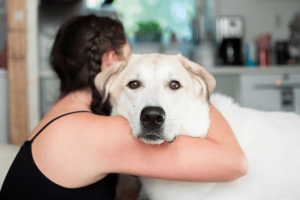 Dog Breeds Love to Cuddle