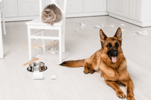 Hidden Dangers of Feeding Your Pet Table Scraps