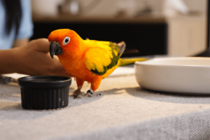 7 Must Have Pet Bird Accessories