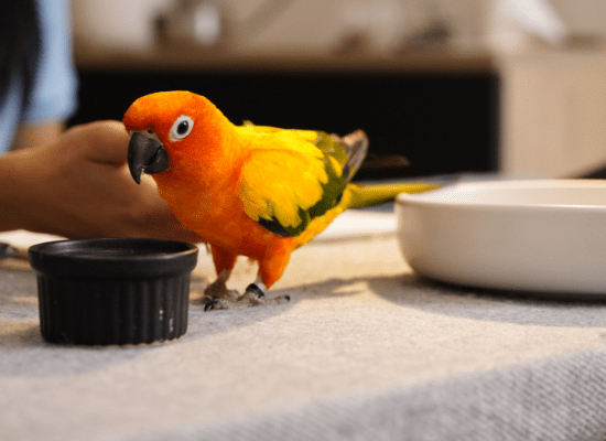 7 Must Have Pet Bird Accessories