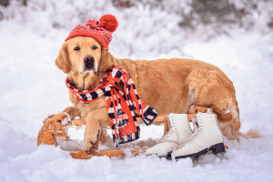 Top 8 Wintercare Pet Products