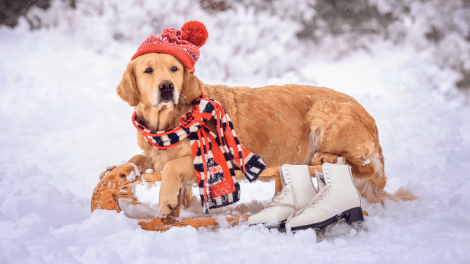 Top 8 Wintercare Pet Products