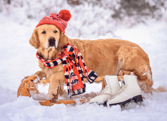 Top 8 Wintercare Pet Products