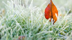 Green grass in white frost.