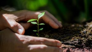 Pair of hands around a plant