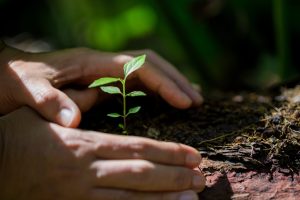 Pair of hands around a plant